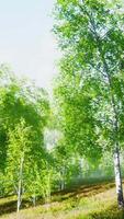 A lane of birch trees on a sunny day video