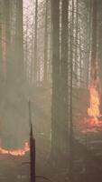 Forest fire with fallen tree is burned to the ground video