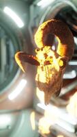 skull of dead ram in international space station video