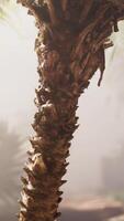 ein Palme Baum im das Mitte von ein Wald video