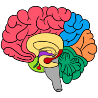 cervello nel sezione anatomia. png