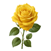 Yellow rose on white background png