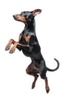 doberman pinscher hond jumping en resterend in in de lucht, studio verlichting, voorraad fotografisch stijl png