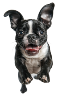 Boston Terrier dog Jumping and remaining in mid-air, studio lighting, stock photographic style png