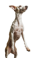 Whippet dog Jumping and remaining in mid-air, studio lighting, stock photographic style png