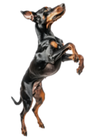 doberman pinscher hond jumping en resterend in in de lucht, studio verlichting, voorraad fotografisch stijl png