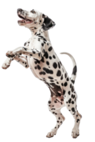 Dalmatian dog Jumping and remaining in mid-air, studio lighting, stock photographic style png