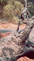 Trees and stones in Australian desert video