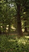 un' lussureggiante verde foresta con torreggiante alberi video