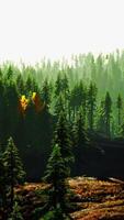 A serene forest scene with towering trees video