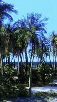 une tropical paradis avec paume des arbres et turquoise des eaux video