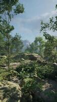 A screenshot of a forest with rocks and trees video