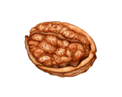 Walnut half watercolor illustration isolated from background. Realistic texture and natural colors of the shell and kernel of the nut. Ideal for culinary, botanical still lifes, packaging design. png