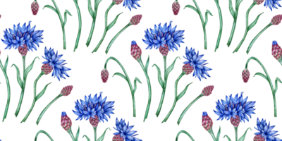 blåklint blå blommor mönster vattenfärg illustration. botanisk sammansättning element isolerat från bakgrund. lämplig för kosmetika, aromaterapi, medicin, behandling, vård, design, png