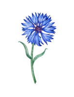 Cornflower blue flower watercolor illustration. Botanical composition element isolated from background. Suitable for cosmetics, aromatherapy, medicine, treatment, care, design, cooking, png