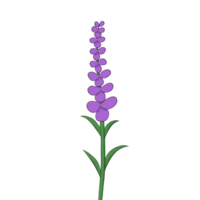 lavendelblumenillustration png