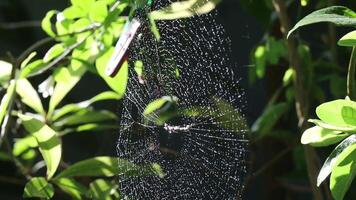 spin web. spin Aan een web met dauw druppels in de ochtend- video