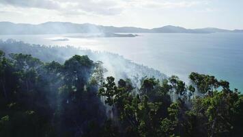 Palm trees burn in the tropics, forests in smoke video