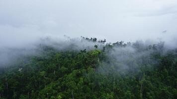Clouds clinging to trees in the mountains in the tropics video