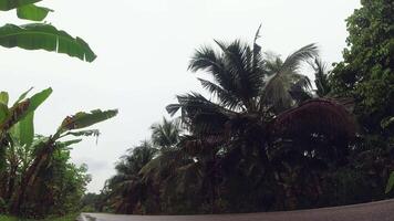 caucasian cyclist cycle travel in rain on monsoon in palm tree plantation video