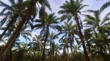 resumen icónico lapso de tiempo escénico de palma arboles Coco en contra brillante azul cielo con dispersado nubes en soleado día, tropical isla playa 4k bandera Copiar espacio brillante antecedentes video