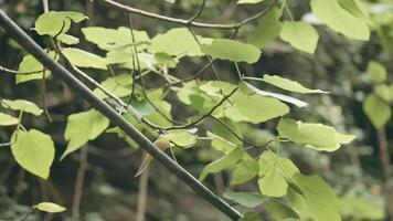 Landscape with a bird. Creative. A twig from a tree with large green leaves with a small bird sitting and walking on it. video