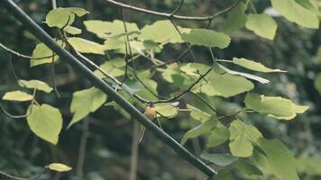 landschap met een vogel. creatief. een takje van een boom met groot groen bladeren met een klein vogel zittend en wandelen Aan het. video