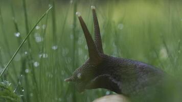 avvicinamento di uva lumaca nel erba. creativo. grande lumaca nel erba con rugiada dopo pioggia. bellissimo uva lumaca nel verde erba. macrocosmo nel estate prato video