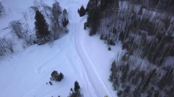 visie van een helikopter. klem. een besneeuwd wit Woud in sneeuwbanken Aan welke elektronisch groot sleeën met een Mens rijden De volgende naar kaal een beetje groen bomen. video