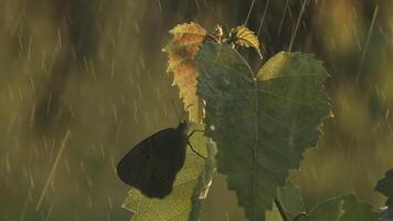 Trees close-up in the rain in macro photography. Creative. A close-up shot of green leaves of a tree on which a small butterfly with dark wings is sitting in the rain and without rain. video