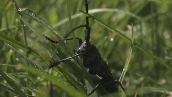 groot zwart kever tegen groen gras achtergrond, dichtbij omhoog filmmateriaal. creatief. zwart insect Aan een groen zomer fabriek. video