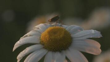 A beautiful flower in macro photography. Creative. A white daisy close-up on which an insect sits and crawls on it and on which small raindrops. video