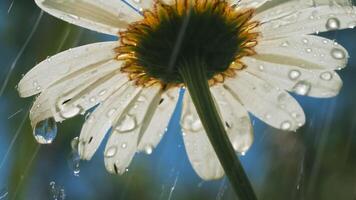 une magnifique Marguerite en dessous de le Soleil. créatif. une brillant blanc fleur en dessous de le Soleil sur lequel une peu pluie s'égoutte . video