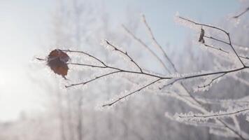 Snow-covered forest.Creative. Dry branches on which the snow lies beautifully and there are dried leaves on the background of white snow in the forest. video