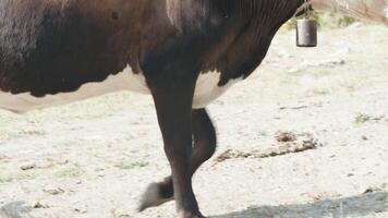 Big cows. Creative. Large farm animals with a lock on their necks, the color of which is orange and spotted, walk on the stones on the farm. video