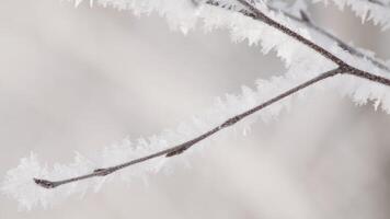 stänga upp av skön frysta träd gren på suddig bakgrund. kreativ. vinter- natur, en träd gren täckt förbi frost och snöflingor. video