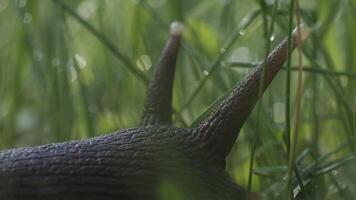 Large snail in green grass. Creative. Close-up of wild snail in grass of summer meadow. Beautiful snail mustache. Macrocosm of summer meadow video