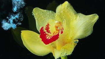 Yellow beautiful flower and paint in water. Stock footage. Close up of blooming flower and ink spreading like fog underwater. video