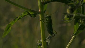 insectos sentado en el césped. acción. uno grande ligero saltamontes y un caracol son sentado en el verde césped con grande tallos. video