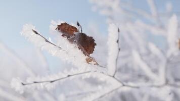 Close-up of beautiful tree branch in frost. Creative. Tree branch covered with frost. Winter frost on branches of tree on sunny day video