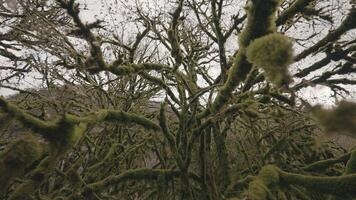 grande lungo rami. azione. un' verde albero contorto con abbaiare il cui, di chi rami siamo torsione e molto lungo e su quale piccolo le foglie. video