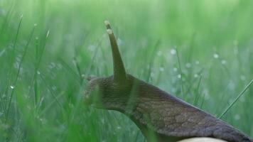 une escargot séance dans le vert été herbe.créative. un insecte avec longue épais moustaches est assis dans le herbe sur lequel là sont petit gouttes de pluie. video