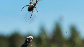 tarântula dentro macro fotografia. criativo. a aranha leva uma ampla cinzento pedra e carrega isto ao longo a rede e dentro a fundo você pode Vejo uma brilhante azul sem nuvens céu. video