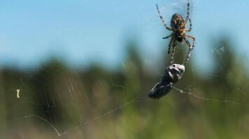 An insect hanging on its spider web. Creative. A tarantula with thin legs crawls and touches a stone that hangs on a web. video