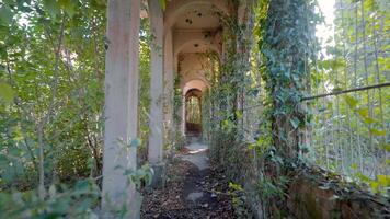 trop développé couloir de abandonné bâtiment. action. magnifique les plantes dans abandonné bâtiment dans forêt. abandonné et détruit bâtiments dans été forêt video