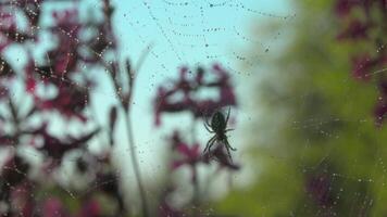 groot spin hangende Aan spin web Aan wazig groen en roze achtergrond. creatief. dichtbij omhoog van een insect Aan een zomer veld- onder vallend regen. video