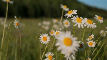 skön daisy i äng på klar solig dag. kreativ. närbild av ljus äng daisy på bakgrund av solig dag. makrokosmos bland blomning sommar daisy video