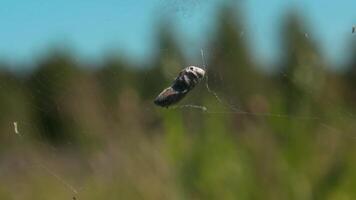 araña web en macro fotografía. krenavti. un natural web en cuales cuelga un capullo de insectos y algunos enredado ramas en contra el antecedentes de alto arboles y un azul tiempo de día cielo. video