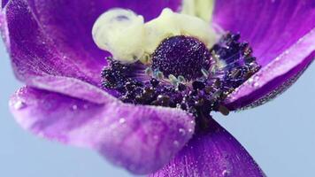 Close up of tender lilac opened flower bud underwater and white inks spreading around. Stock footage. Beautiful sof petals of a small blossoming flower. video