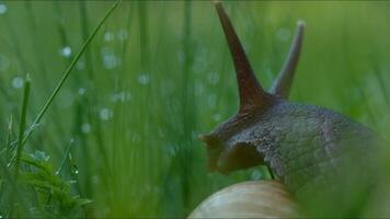 grande lumaca nel erba con rugiada. creativo. avvicinamento di bellissimo lumaca su sfondo di verde erba. uva lumaca striscia nel erba dopo pioggia video